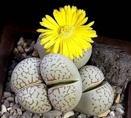 DinteranthusWanzylii