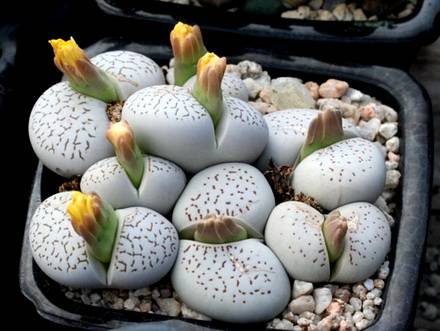 DinteranthusWanzylii3