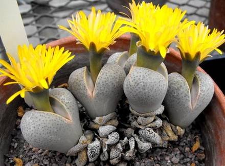DinteranthusWilmotianus