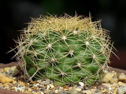 Discocactus6