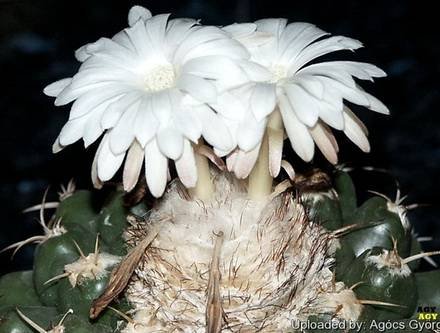 DiscocactusCephaliaciculosus