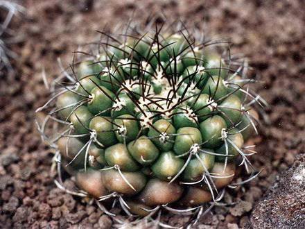 DiscocactusFerricola