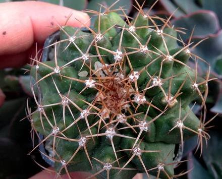 DiscocactusHartmannii