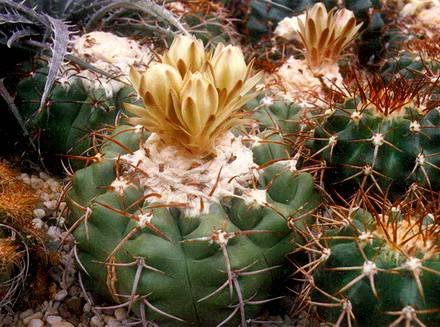 DiscocactusHeptacanthus