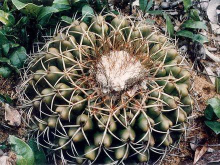 DiscocactusPatulifolius