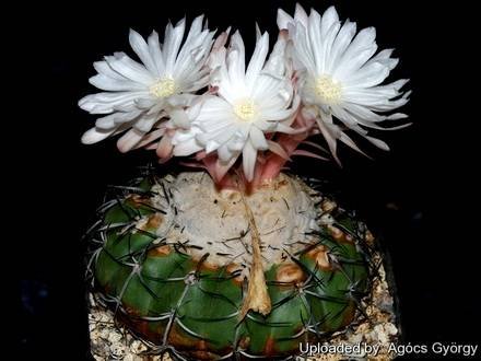 DiscocactusPlacentiformis