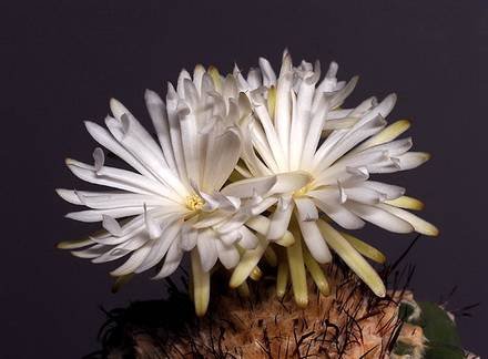 DiscocactusPugionacanthus