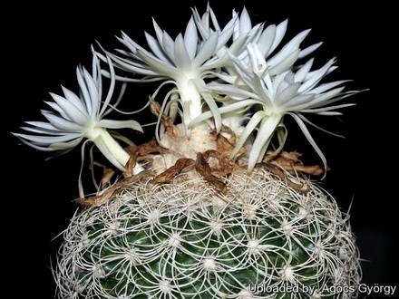 DiscocactusZehntneri