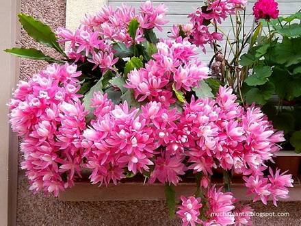 Disocactus1
