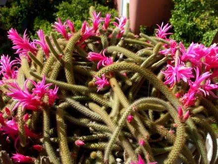 Disocactus2