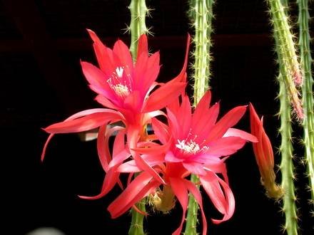 Disocactus3
