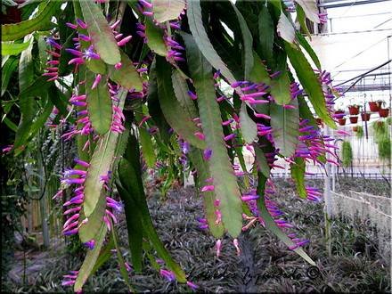 Disocactus4