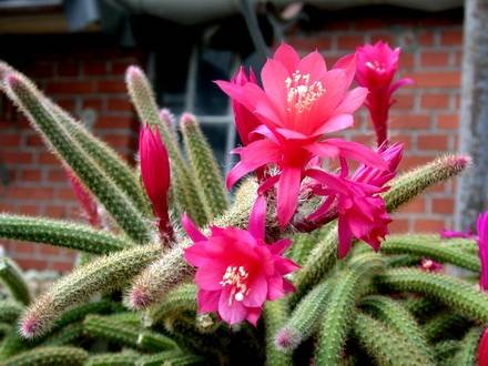 Disocactus5