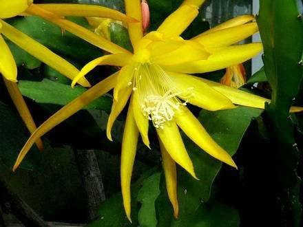 Disocactus6