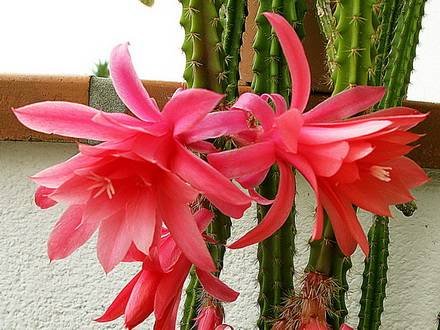 Disocactus7