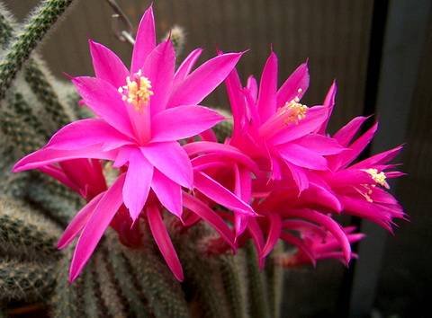 Disocactus8