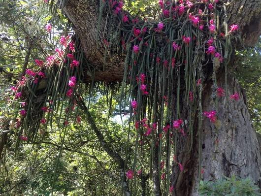 Disocactus9