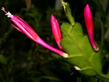 DisocactusEichlamii