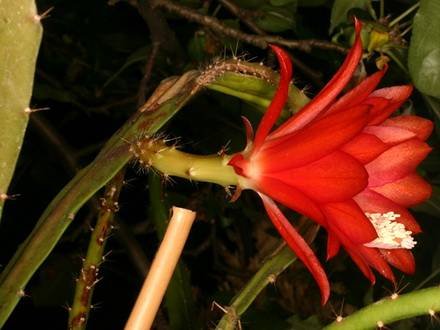 DisocactusSpeciosus