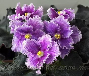 ДивоДивное2