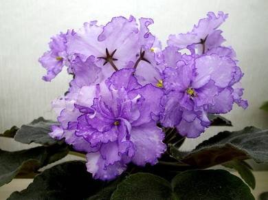 Dn-Fleur7