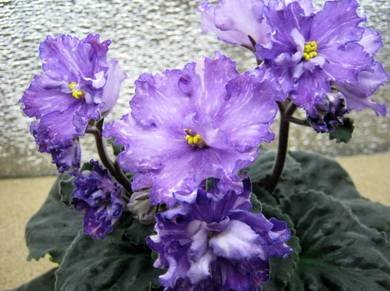 Dn-Fleur8
