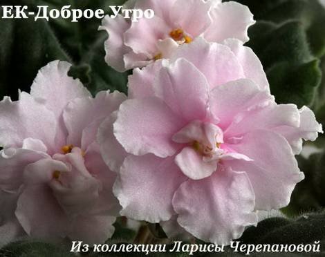 ДоброеУтро1