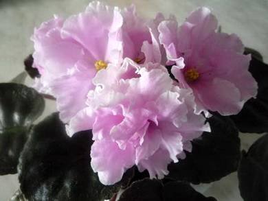 ДоброеУтро2