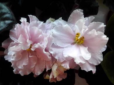 ДоброеУтро3