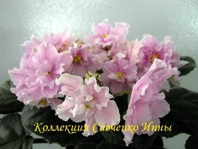 ДоброеУтро4