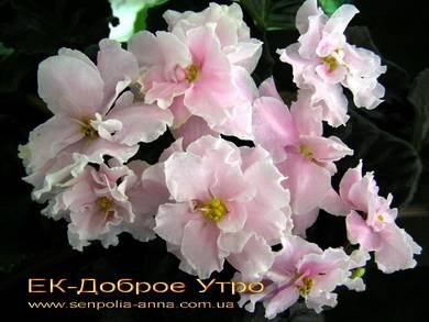 ДоброеУтро5