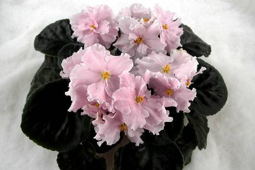 ДоброеУтро6