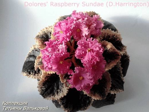 DoloresRaspberrySundae5