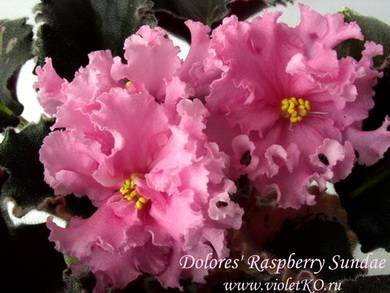 DoloresRaspberrySundae8