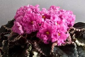 DoloresRaspberrySundae9