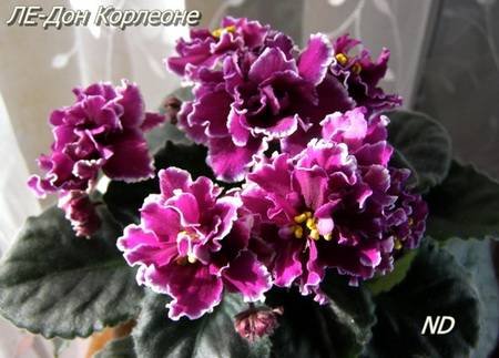 ДонКорлеоне4
