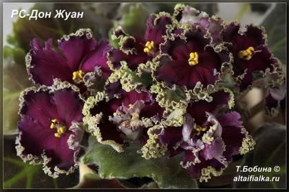 ДонЖуан7