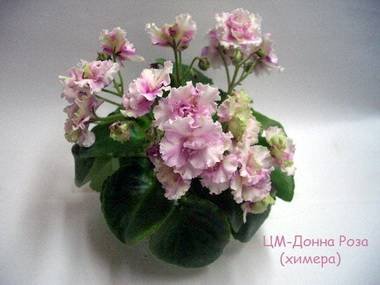 ДоннаРоза3
