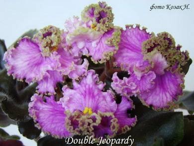 DoubleJeopardy3