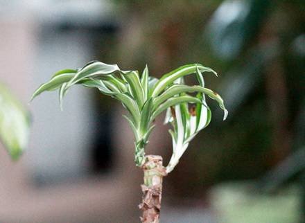 Dracaena3