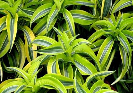 DracaenaDeremensis1