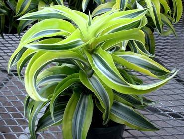 DracaenaDeremensis10