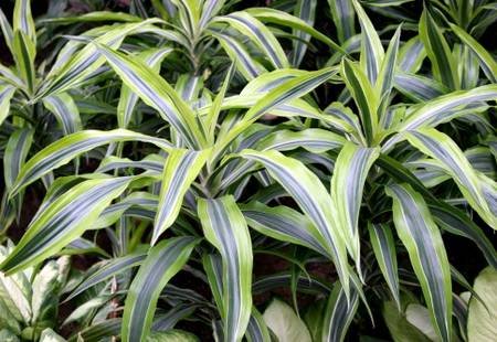 DracaenaDeremensis11