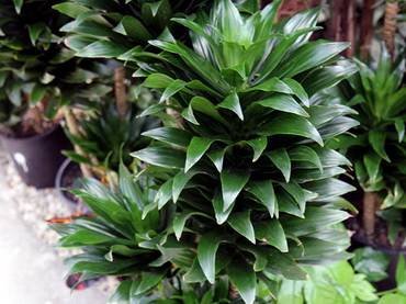 DracaenaFragransCompacta2