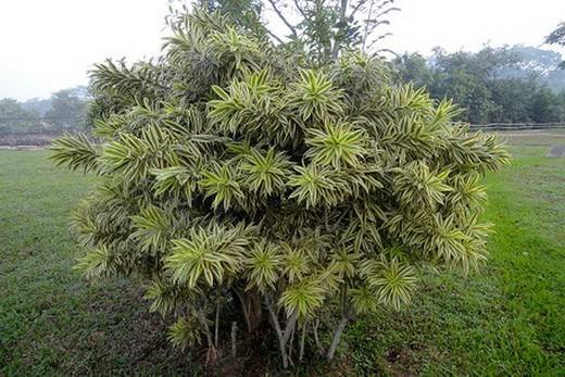 DracaenaReflexa5