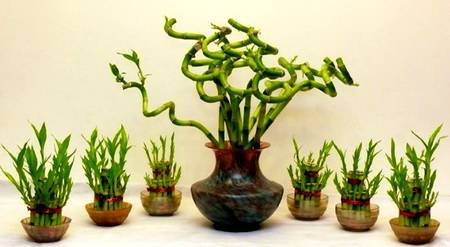 DracaenaSanderiana10