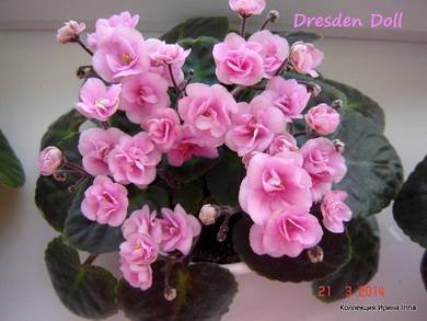 DresdenDoll2