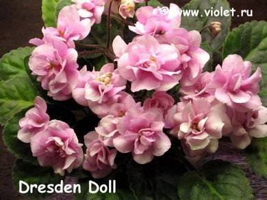 DresdenDoll4