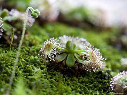 Drosera1