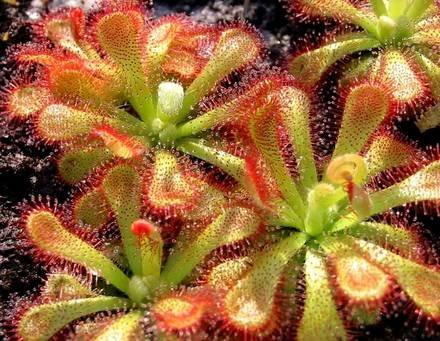 Drosera2